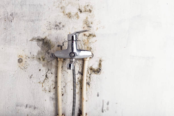 Best Certified Mold Removal  in Angels, CA