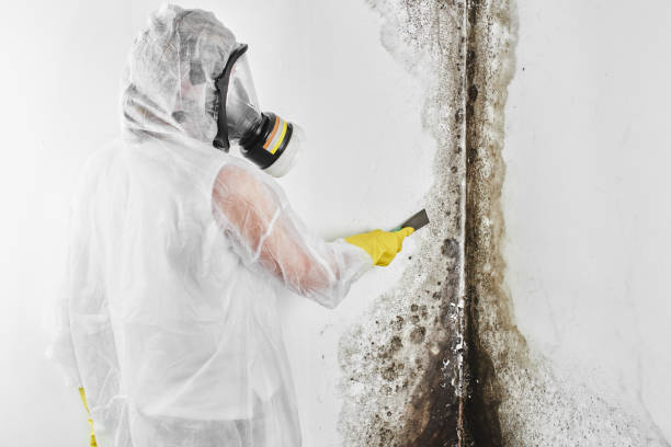 Mold Removal and Inspection in Angels, CA