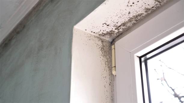 Best Commercial Mold Removal  in Angels, CA
