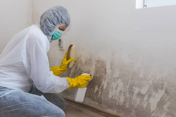 Best Mold Testing  in Angels, CA