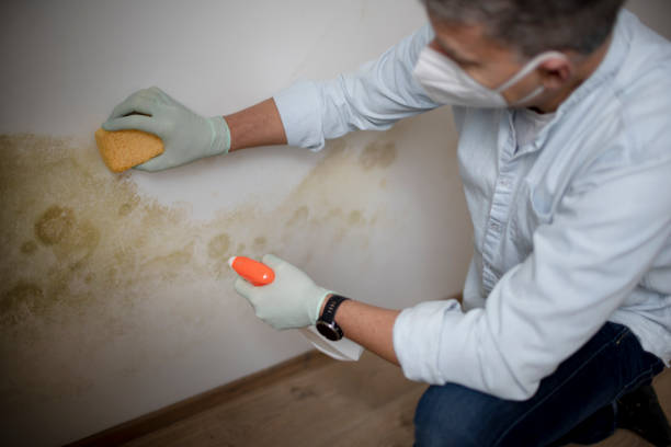 Best Mold Removal and Inspection  in Angels, CA