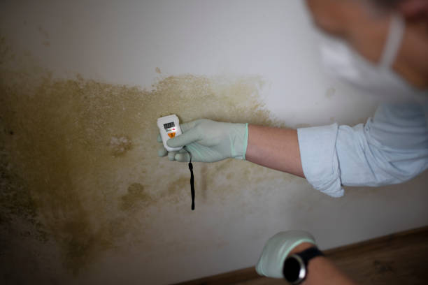 Best Residential Mold Removal  in Angels, CA