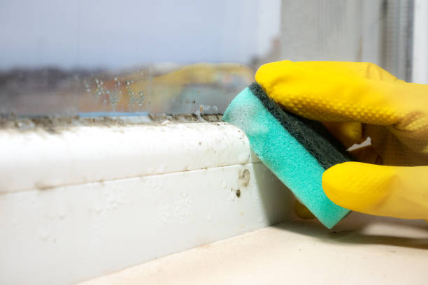 Best Mold Removal Process  in Angels, CA