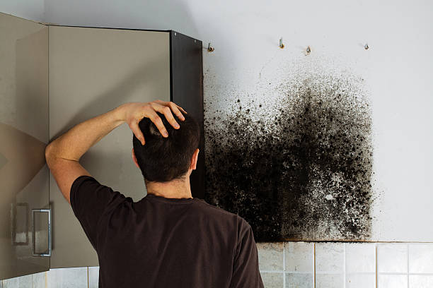 Best Emergency Mold Removal  in Angels, CA