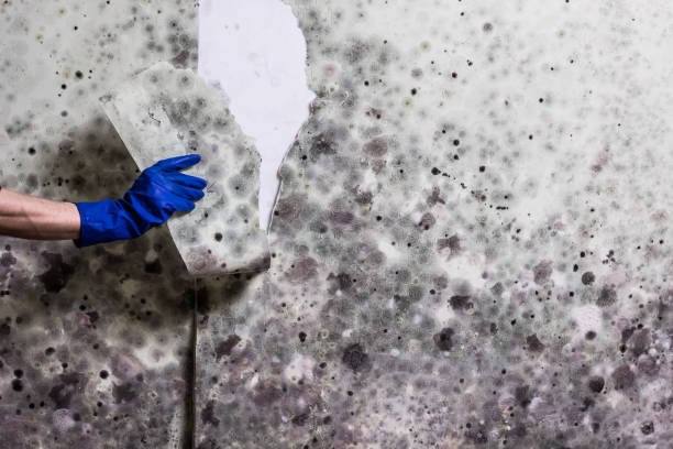 Mold Removal Process in Angels, CA