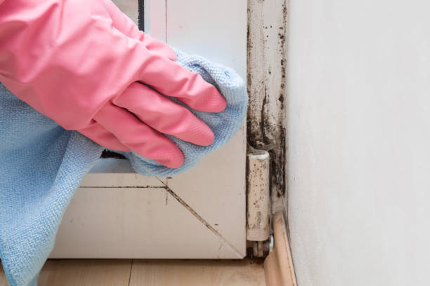 Best Best Mold Removal Companies  in Angels, CA