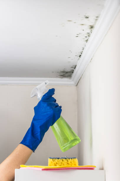 Best Home Mold Removal  in Angels, CA