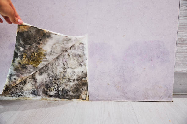 Best Fast Mold Removal  in Angels, CA